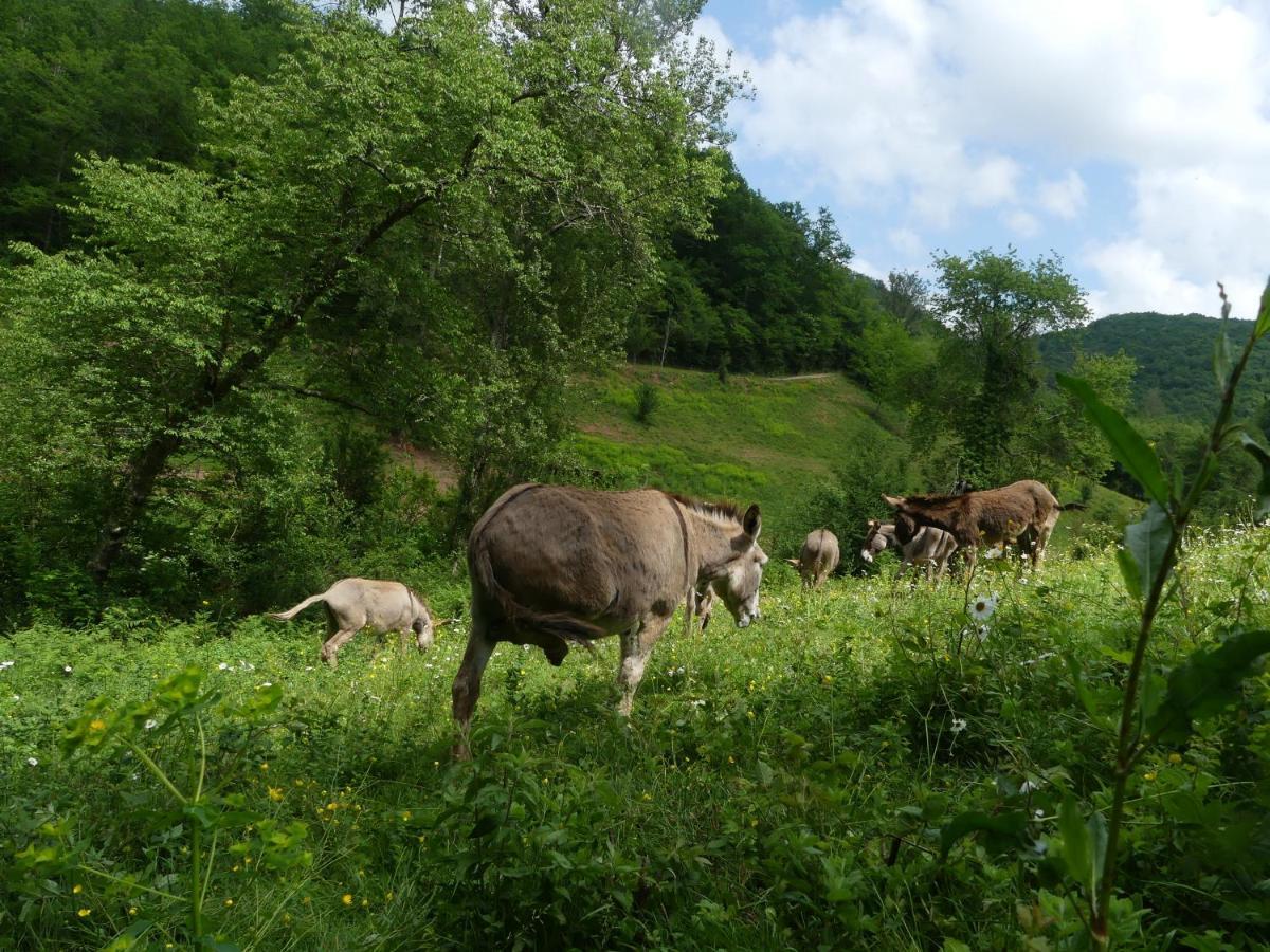 Source Nature Le Mas-d'Azil Ngoại thất bức ảnh